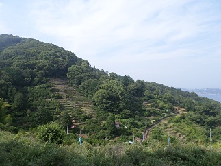 The View